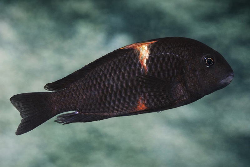 Tropheus sp. 'black' Magara